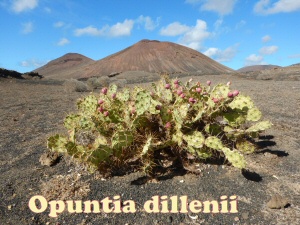 Opuntia